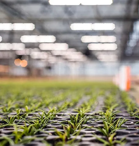 Rows of young green plants under LED grow lights in a greenhouse for commercial cannabis cultivation.