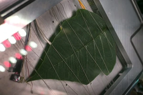 A large green leaf with wires on metal, testing cannabis LED grow lights technology.