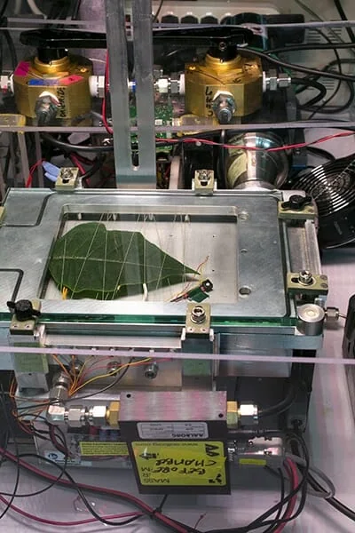 A green cannabis leaf with sensors under LED grow lights for commercial cultivation research.