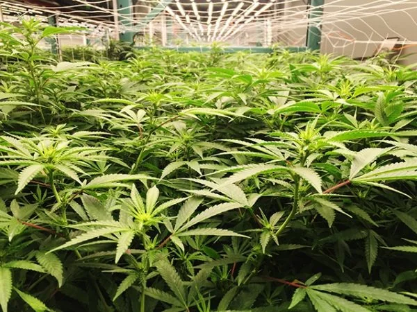 Cannabis plants thriving indoors under LED grow lights for commercial cannabis cultivation.
