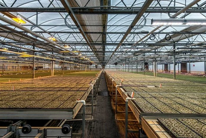 Seedlings in trays under LED grow lights for cannabis in a commercial greenhouse.