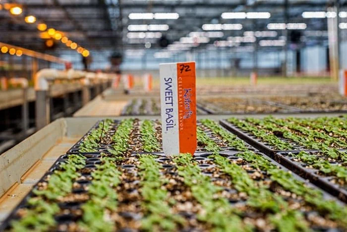 Sweet basil plants thrive in greenhouse under LED grow lights for cannabis cultivation.