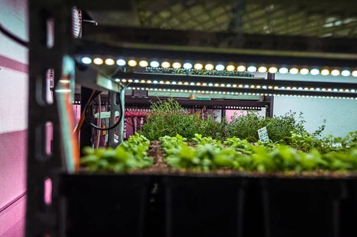 Cannabis seedlings under LED grow lights for commercial cannabis cultivation on metal shelves.
