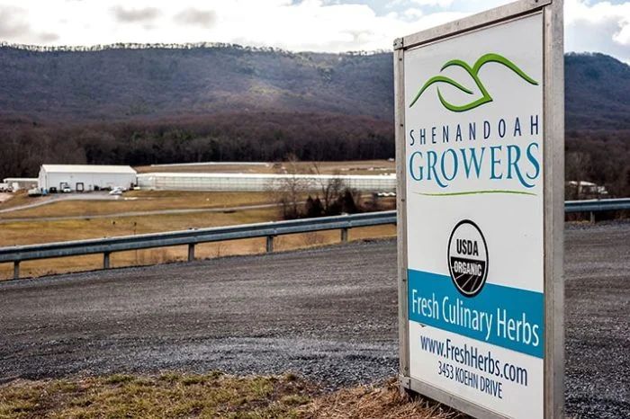 Shenandoah Growers sign by rural road, greenhouses, mountains; commercial cannabis cultivation with LED grow lights in focus.