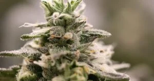 Cannabis bud with white trichomes under LED grow lights, showing CBN; commercial cannabis lighting technology in use.
