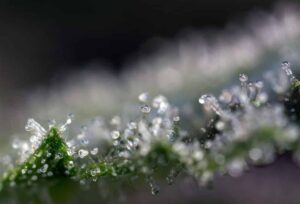 Close-up of cannabis trichomes under LED grow lights for cannabis, showcasing advanced cannabis lighting technology.