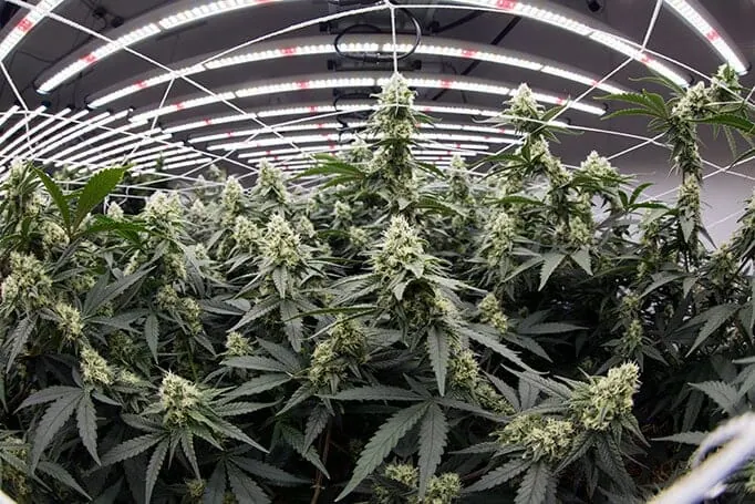 Commercial cannabis cultivation with dense buds under LED grow lights for cannabis.
