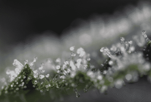 Macro of cannabis trichomes with resin droplets under LED grow lights for cannabis cultivation.