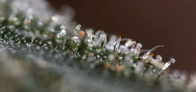 Close-up of glandular trichomes under LED grow lights for cannabis cultivation, blurred background.