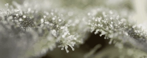 Close-up of dense cannabis trichomes under LED grow lights for commercial cultivation.