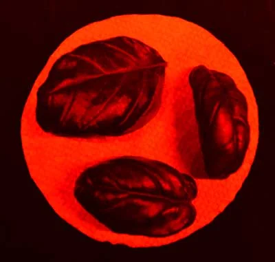 Three dark oval seeds on an orange surface; ideal for testing LED grow lights for cannabis.