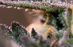 Close-up of cannabis trichomes under LED grow lights for cannabis in commercial cultivation.