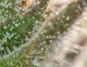 Detail of cannabis trichomes under LED grow lights for cannabis, showing lighting tech for commercial cultivation.