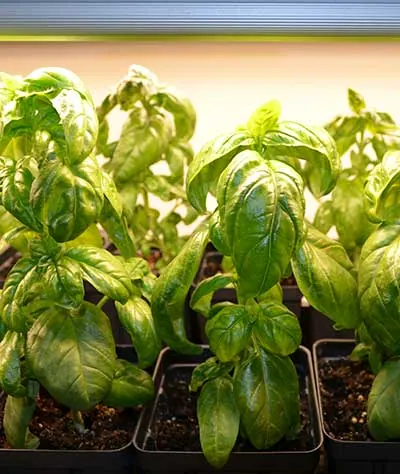 Basil plants in containers thrive under LED grow lights for cannabis cultivation science.
