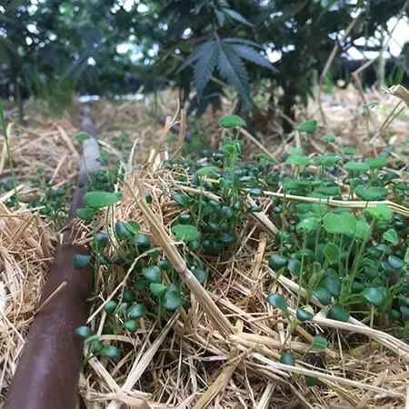 Young cannabis plants under straw mulch with irrigation hose, ideal for LED grow lights in commercial cannabis cultivation.