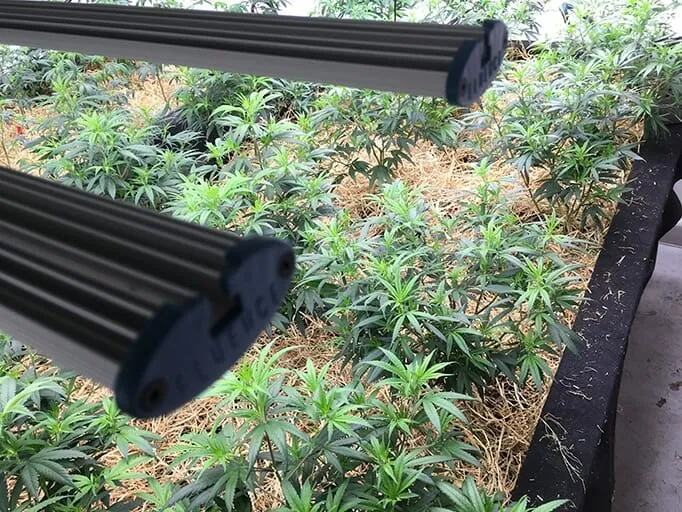 Young cannabis plants in raised bed under LED grow lights for commercial cannabis cultivation.