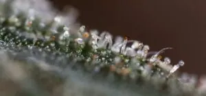 Detailed view of cannabis trichomes under LED grow lights for commercial cannabis cultivation.