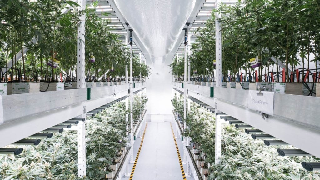 Cannabis Vertical Farm - medmen - spydrx plus