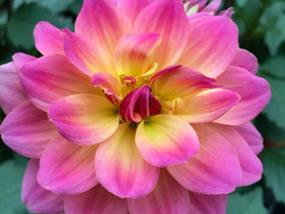 Dutch Heritage Dalia Flower