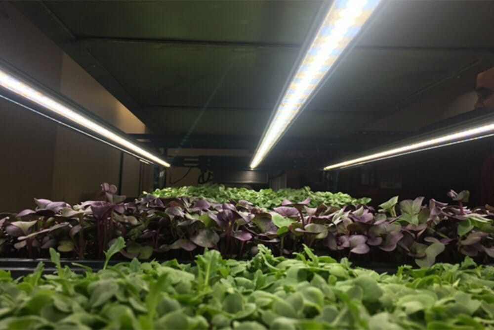 vertical farming, LED grow lights, vertical farming research