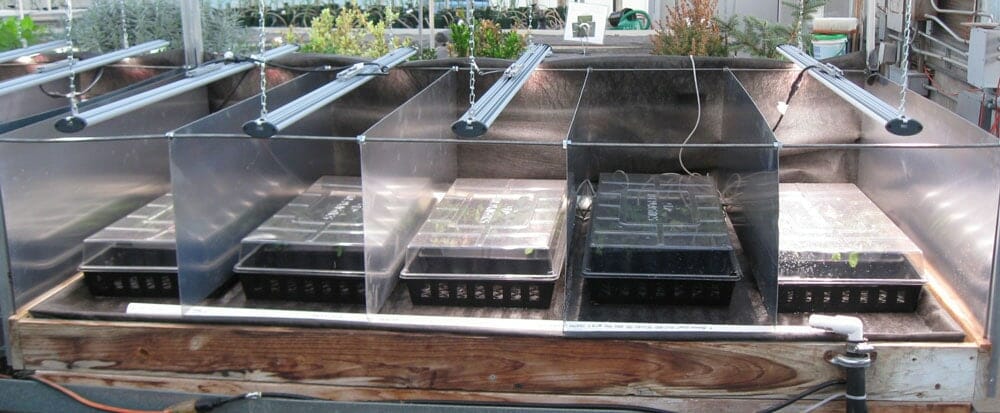 University of Georgia and Fluence Bioengineering have partnered in a horticulture lighting research project to determine the effects of greenhouse supplemental lighting on yield. Using Fluence LED grow lights to supplement natural greenhouse lighting and measure its effects on root and shoot weight.