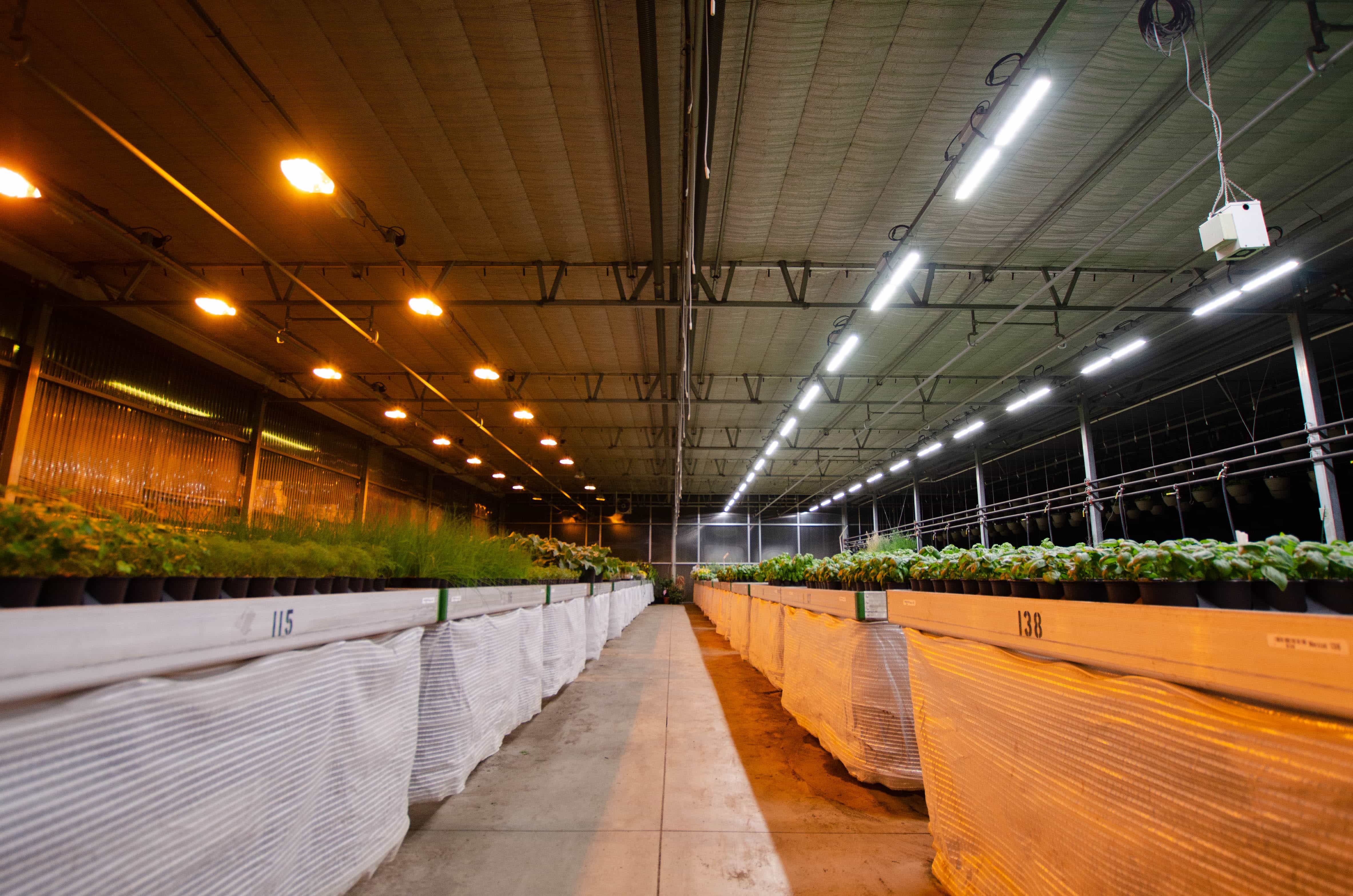 Peace Tree Farm is transitioning from HPS lighting to Fluence VYPRx PLUS LED lighting and has reduced plant loss by 40% as a result