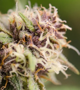 Cannabis Flower close up focusing on trichomes and flower structure