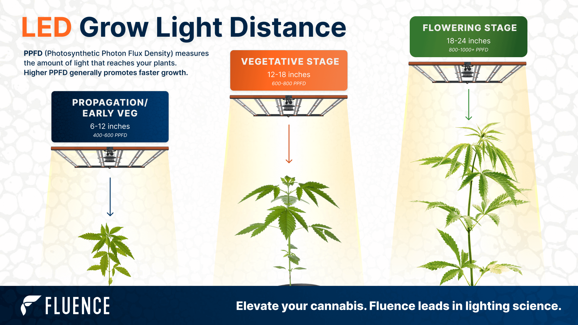 Cannabis custom grow light distance infographic.