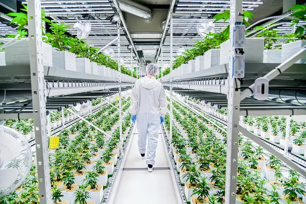Technician in commercial cannabis cultivation scans plants under LED grow lights.