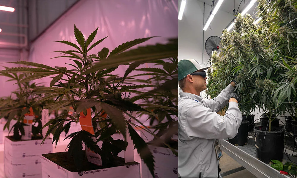 Cannabis grow room: LED grow lights for cannabis seedlings, worker in commercial cannabis cultivation using advanced lighting technology.