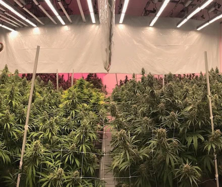 Commercial cannabis cultivation with LED grow lights, advanced cannabis lighting technology.