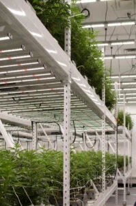 Commercial cannabis cultivation with rows of plants under LED grow lights for cannabis.
