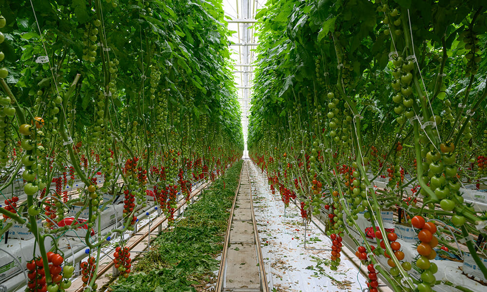 Tomato plants thriving in a greenhouse with Fluence LED lighting, showcasing ripe and unripe tomatoes on vertically trained vines for optimized space and production efficiency.