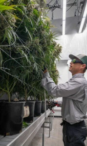 Worker in cap tending cannabis plants under LED grow lights for commercial cultivation.