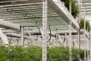 Cannabis plants under LED grow lights for commercial cultivation on metal racks.