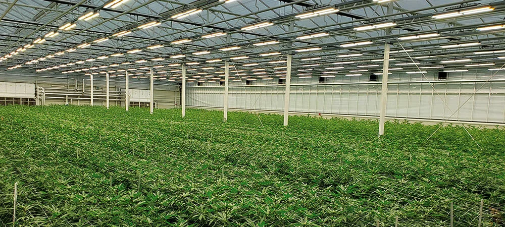 Commercial cannabis cultivation greenhouse with LED grow lights, grid support, and advanced cannabis lighting technology.