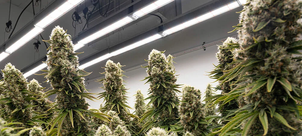 Mature cannabis plants flourish under advanced LED grow lights in a commercial cannabis cultivation facility.
