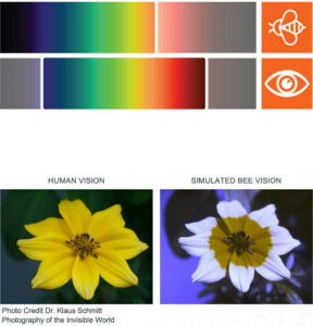 Human vs. bee vision spectrum comparison for cannabis lighting technology; flower colors as seen under LED grow lights for cannabis cultivation.