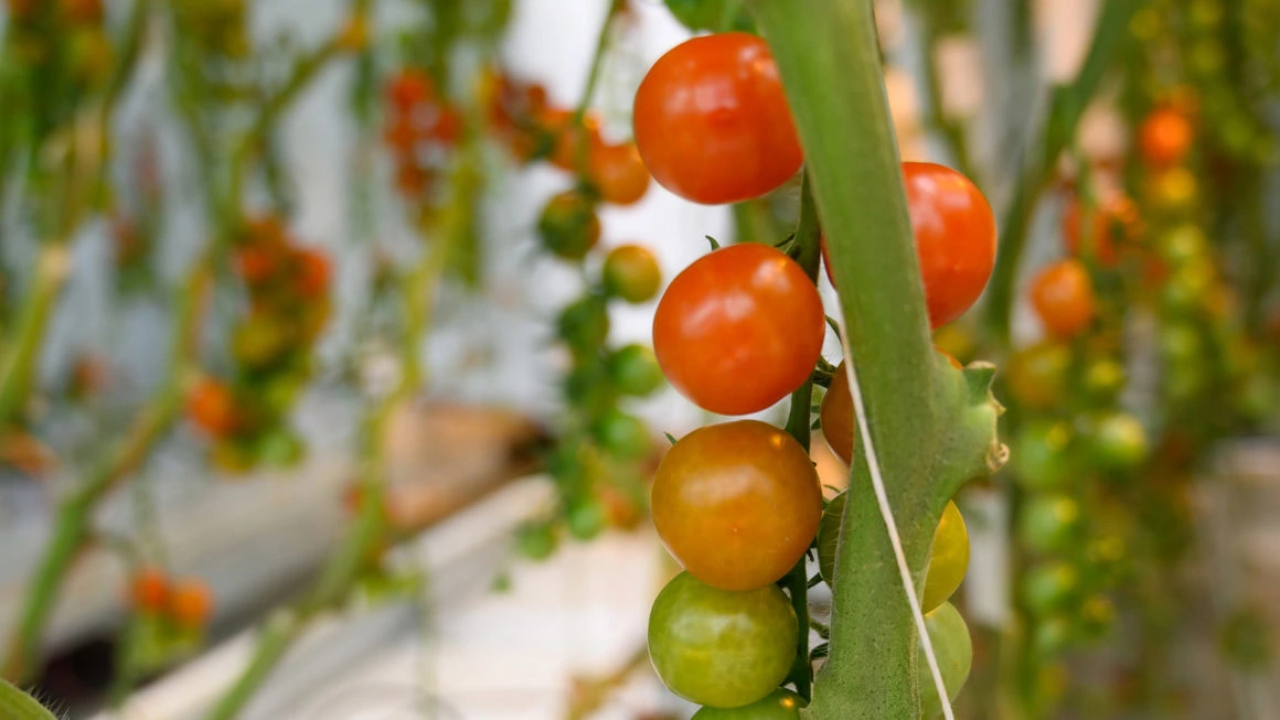 Tomato plant with ripening fruit under LED grow lights, showing cannabis lighting tech for commercial cultivation.
