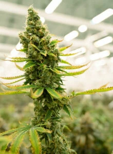 Close-up of mature cannabis under LED grow lights for cannabis in a commercial facility.