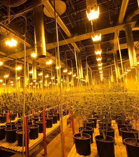 Commercial cannabis cultivation facility with LED grow lights and advanced HVACD systems.