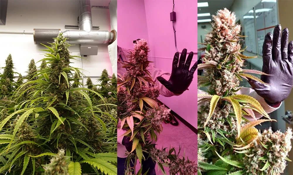 Three photos of indoor cannabis under LED grow lights, showing cannabis lighting technology and a gloved grower in commercial cultivation.