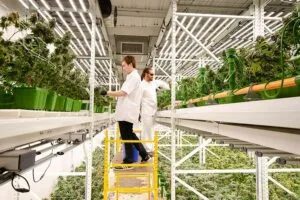 Two people in lab coats tend cannabis under LED grow lights for commercial cannabis cultivation.