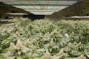 Mature cannabis plants thriving under LED grow lights for cannabis in a commercial cultivation facility.