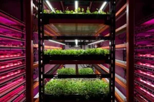Shelves of cannabis plants under advanced LED grow lights for commercial cannabis cultivation.