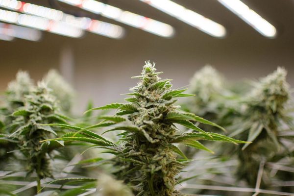 The Science Behind Craft Cannabis