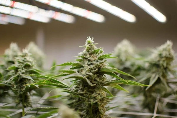 The Science Behind Craft Cannabis