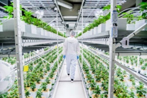 Person in protective gear inspects cannabis under LED grow lights for commercial cannabis cultivation.