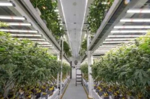 Kommerzieller Cannabisanbau mit LED-Wachstumslampen und fortschrittlicher Beleuchtungstechnik.