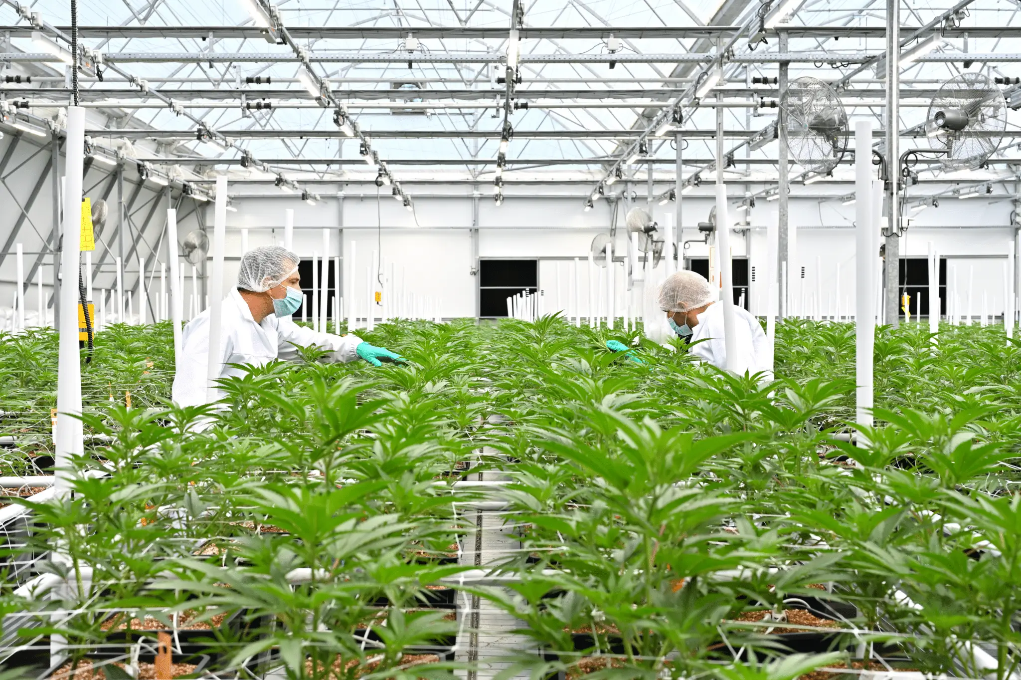 Workers tend cannabis under LED grow lights in a commercial cultivation greenhouse.